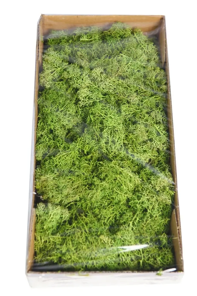 Musgo-finlandes-preservado-caja-400gr