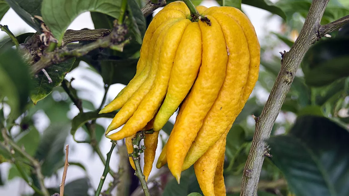 Mano-buda-frutal-cítrico