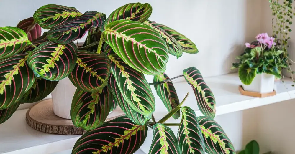 Planta-interior-Maranta
