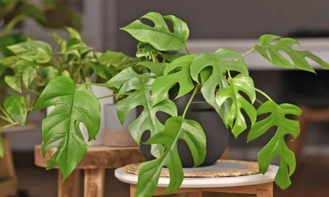 Monstera-Minima
