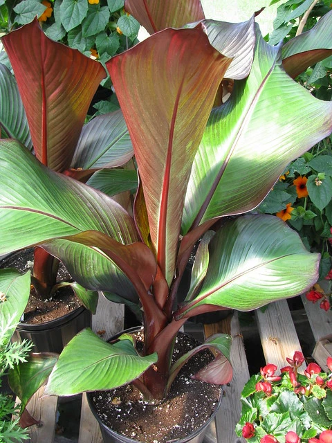 Musa-Maurelli-banana-roja-ornamental-para-jardines-tropicales