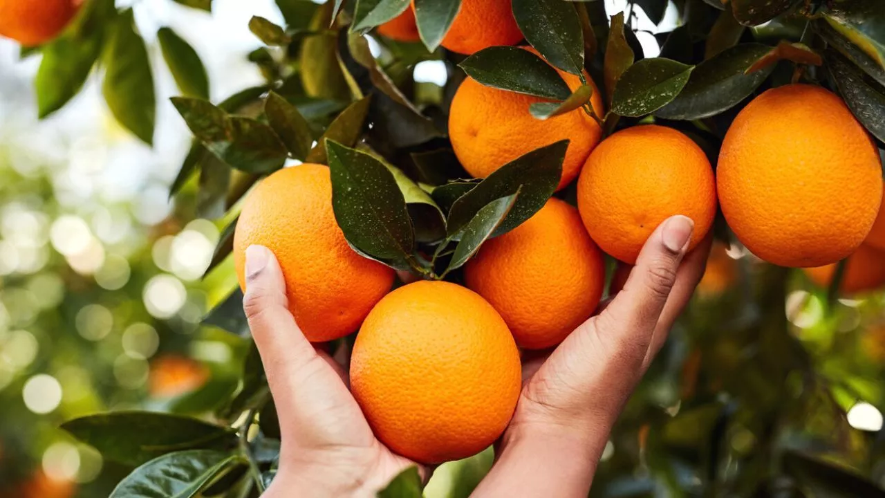 Naranjo-Citrus-Sinensis