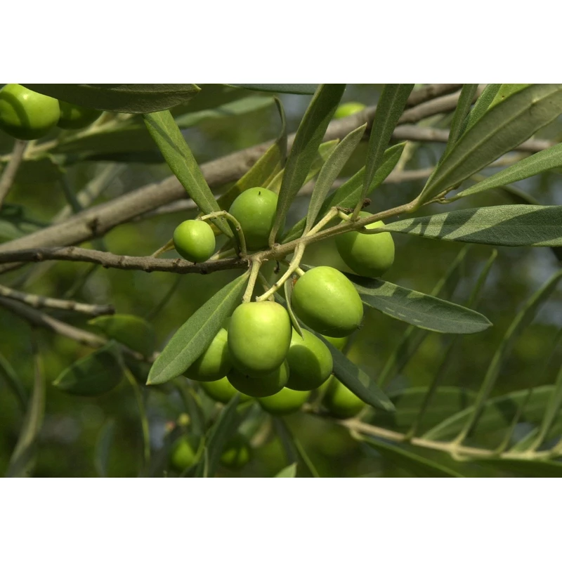 Olivo-Olea-europaea