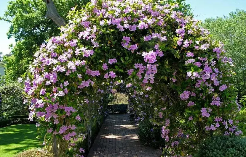 Pandorea-jasminoides-Jazmín-australia-Bignonia-blanca