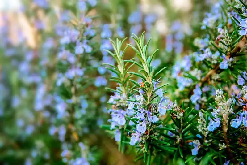 Rosmarinus-Officinalis-Romero