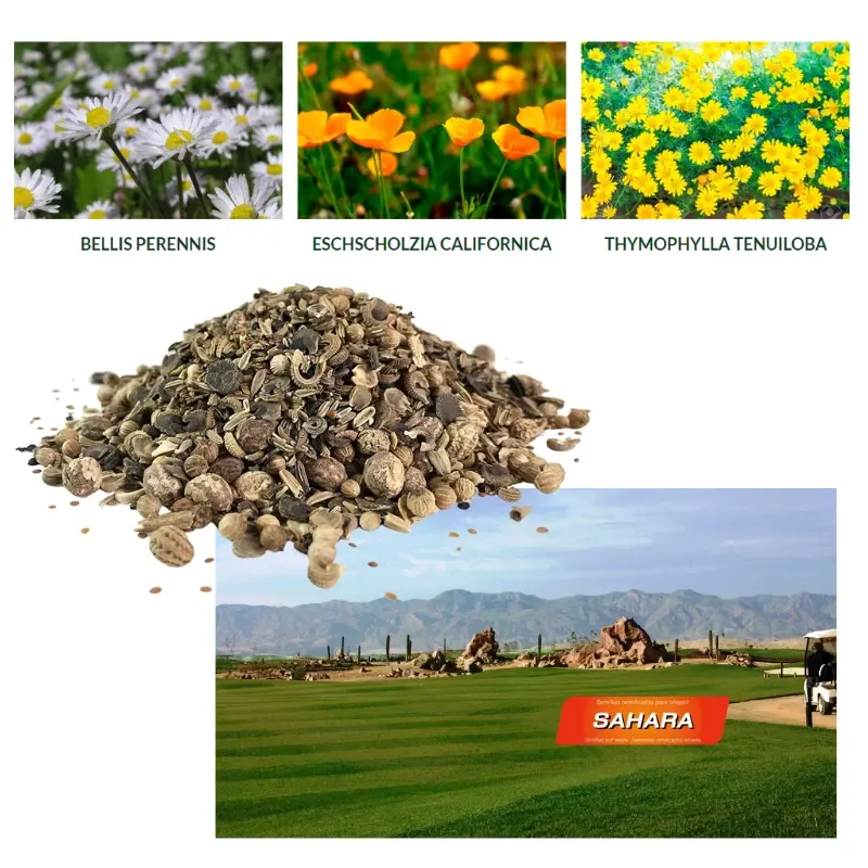 Semillas-césped-flores-Sahara
