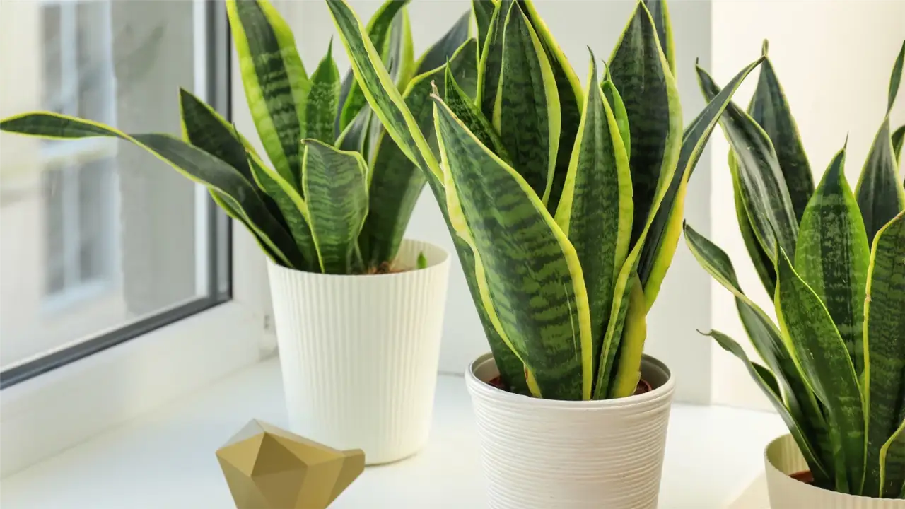 Sansevieria-lengua-suegra-espada-jorge