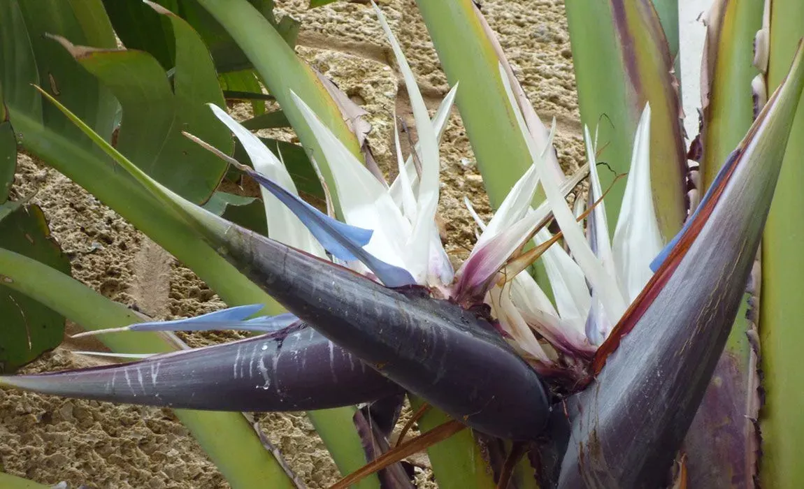 Planta-exotica-Strelitzia-Augusta