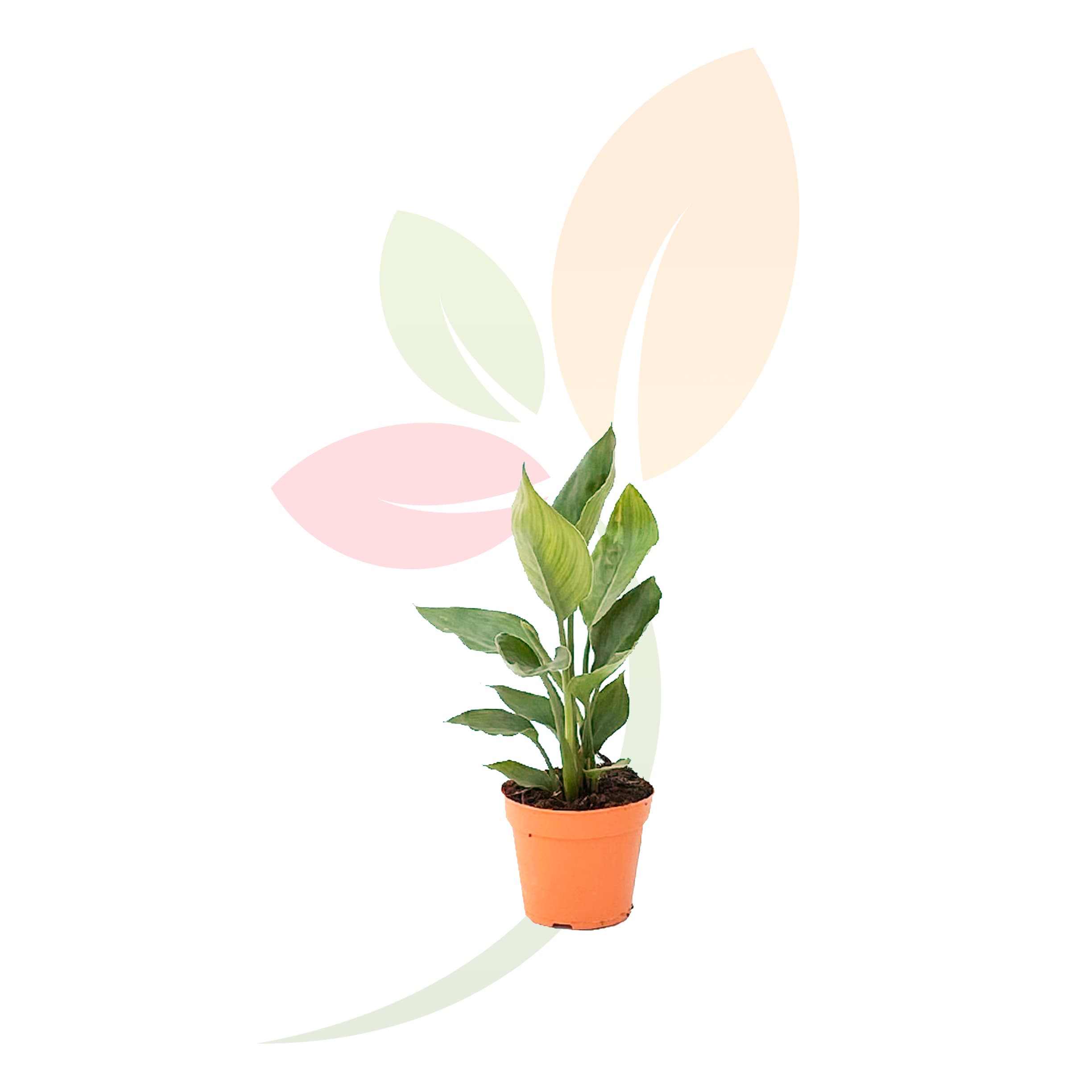 Ave-Paraíso-Strelitzia-reginae-flor-tropical-para-exteriores