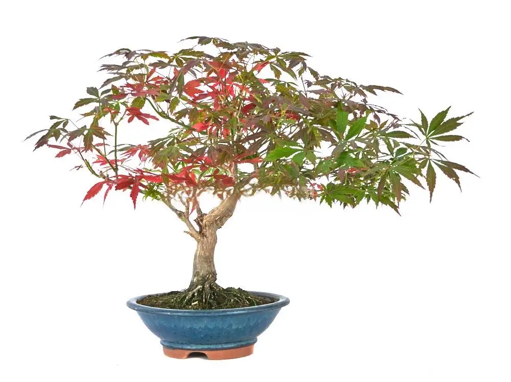 acer-palmatum-beni-shidare-bonsai
