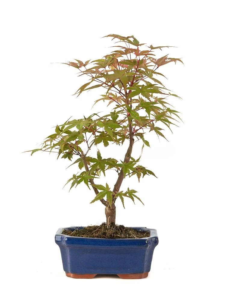 acer-palmatum-deshojo