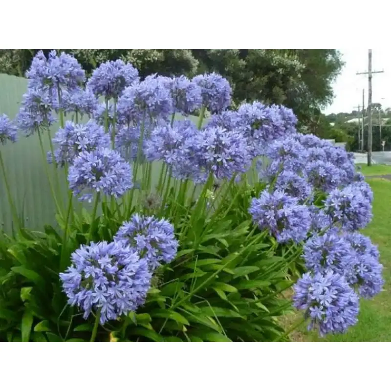 Agapanthus-Lirio-africano