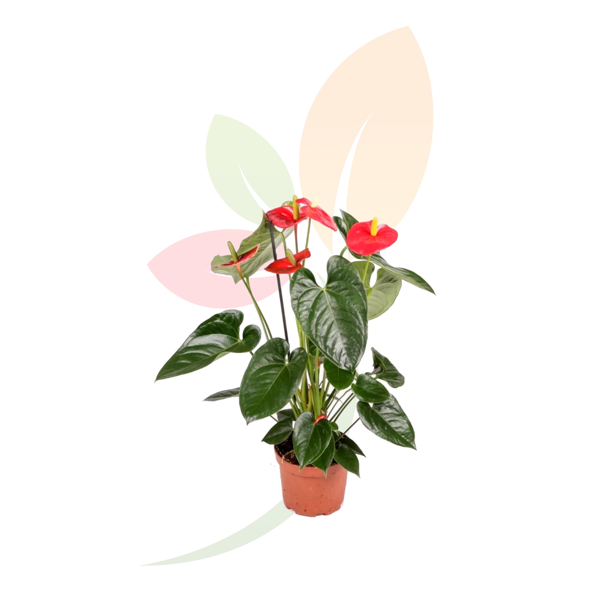 Anthurium-Mandural