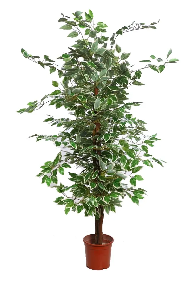 Árbol-ficus-artificial-bicolor