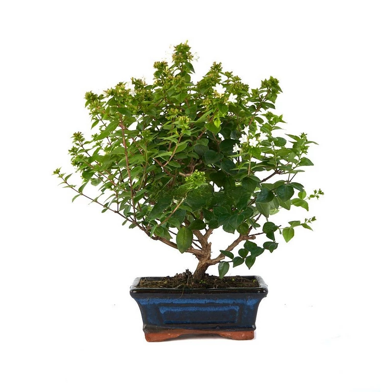 Bonsái-Abelia-floribunda-años-Elegancia-Floral-Miniatura
