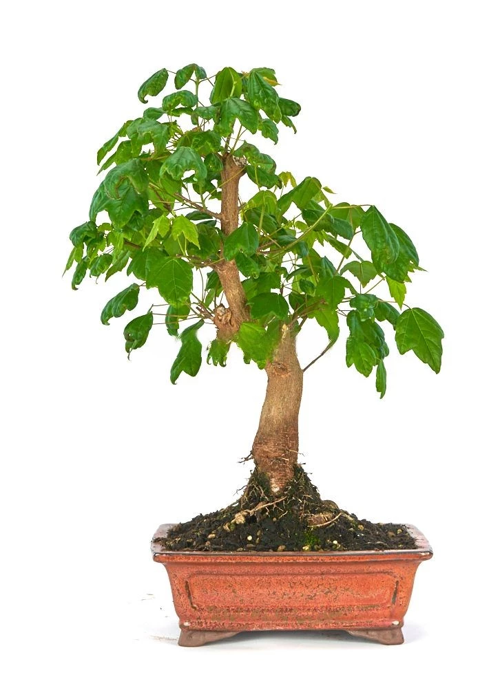 Bonsái-Acer-buergerianum-Hojas-Tres-Puntas