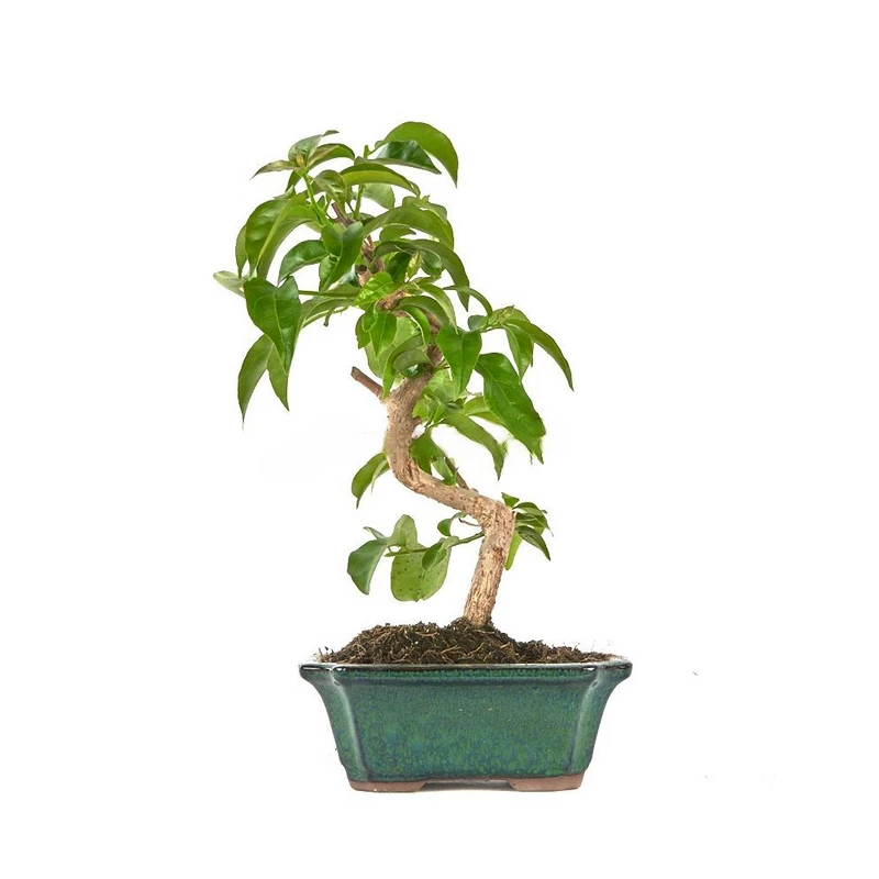 Bonsái-Bougainvillea-Exuberancia-Floral-para-Exteriores