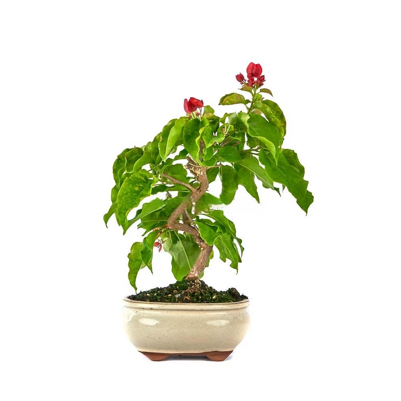 Bonsái-Bougainvillea-glabra-Belleza-Exótica-Flores-Vibrantes