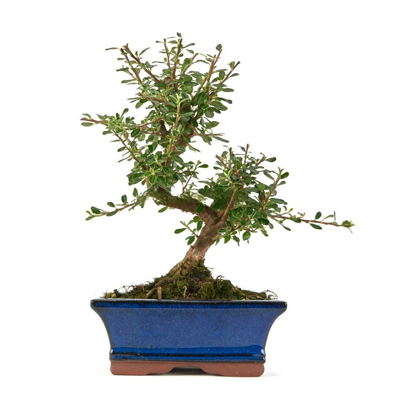 bonsai-cotoneaster-microphylla