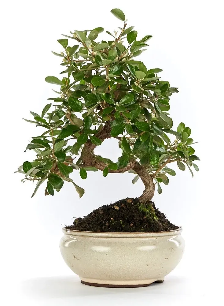 Bonsái-Elaeagnus-Planta-Perenne-Hojas-Plateadas