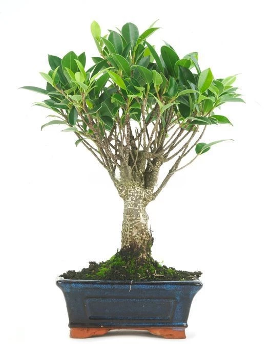 Bonsái-Ficus-retusa