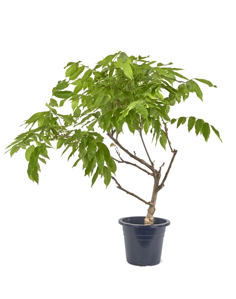 bonsai-glicinia-12-anos-exterior