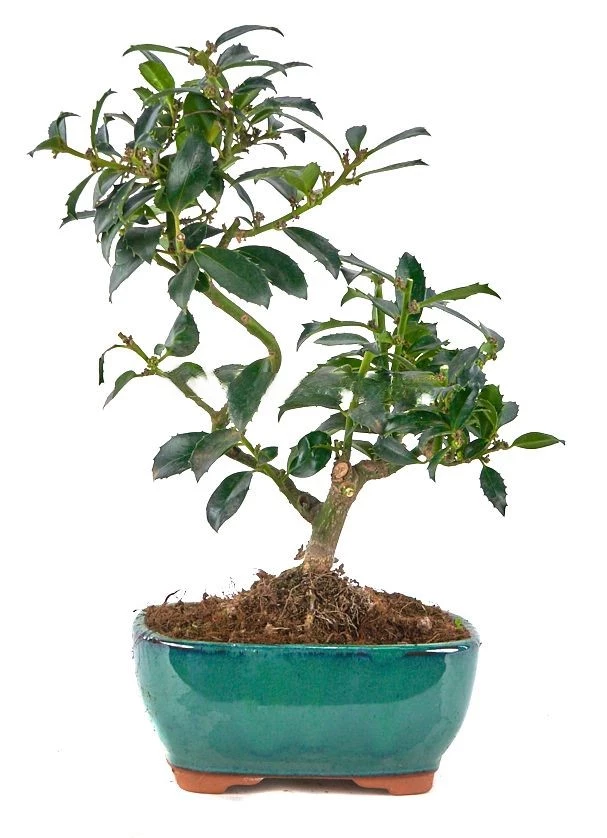 Bonsái-Ilex-meserveae-Acebo-Follaje-Atractivo-Frutos-Mágicos