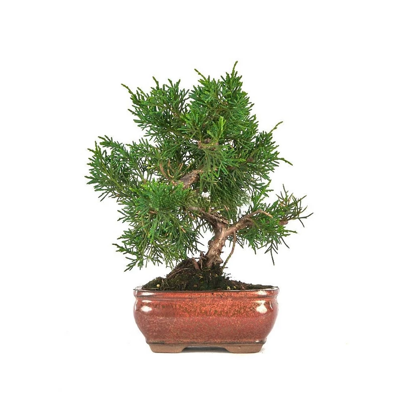 bonsai-juniperus-chinensis