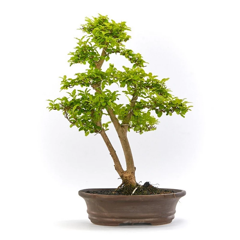 Bonsái-Ligustrum-aurea-(Alheña-Dorada)-Hojas-Doradas-Fácil-Cuidado