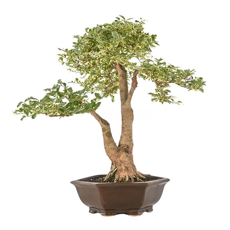 Bonsái-Ligustrum-ovalifolium-variegata-Resistente-Fácil-Cuidado