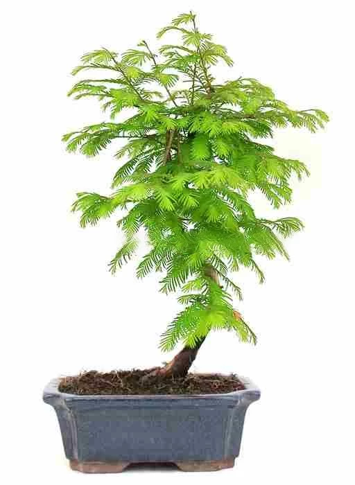 Bonsái-Metasequoia-sp.--Encanto-Árbol-Prehistórico