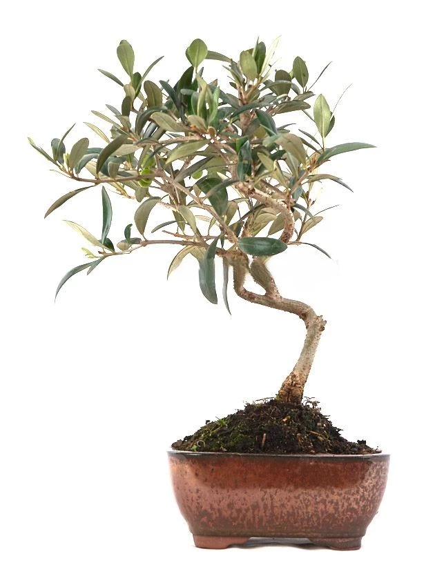 Bonsái-Olea-europaea-Olivo-Mediterráneo