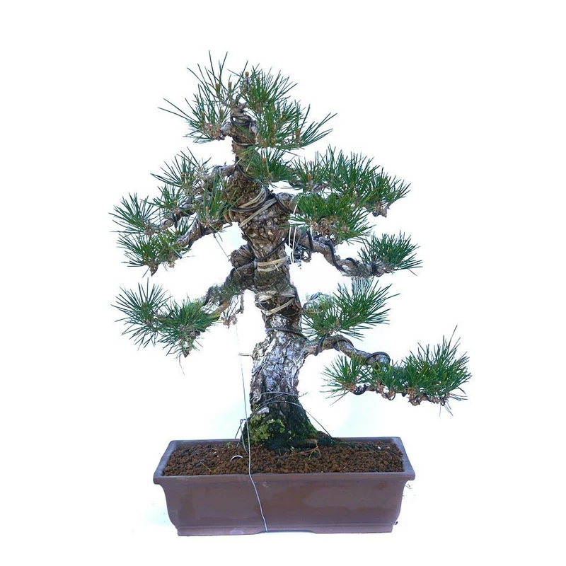 bonsai-pinus-thunbergii