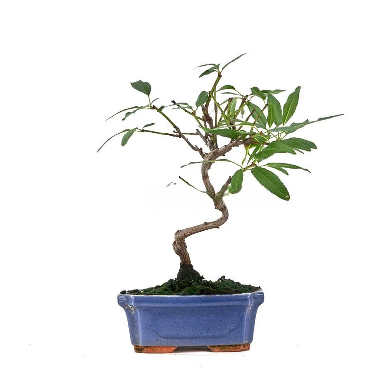 Bonsái-Prunus-dulcis-Almendro-Flor
