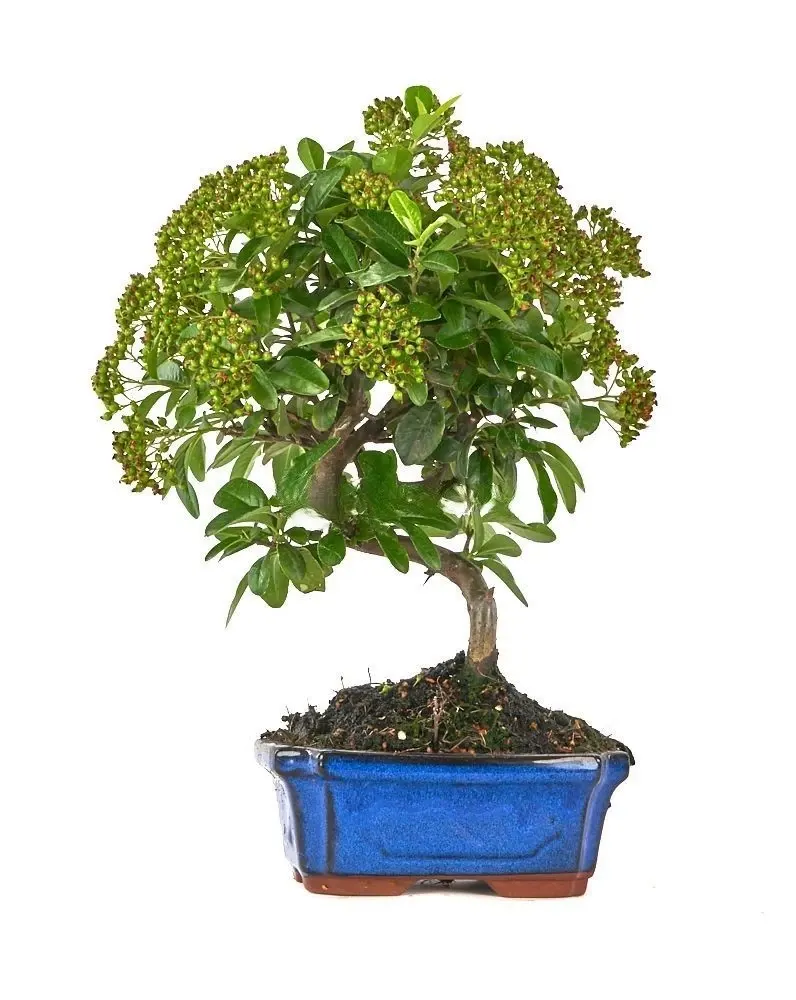 bonsai-pyracantha