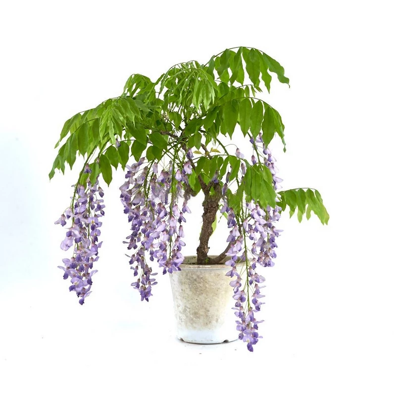 Bonsái-Wisteria-Floribunda-Espectáculo-Floral