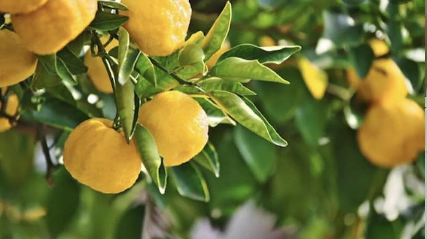 Citrus-junos-Yuzu