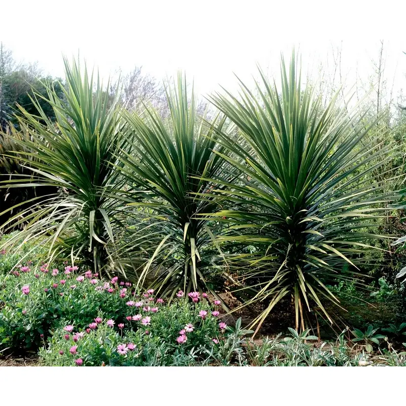 cordyline-indivisa
