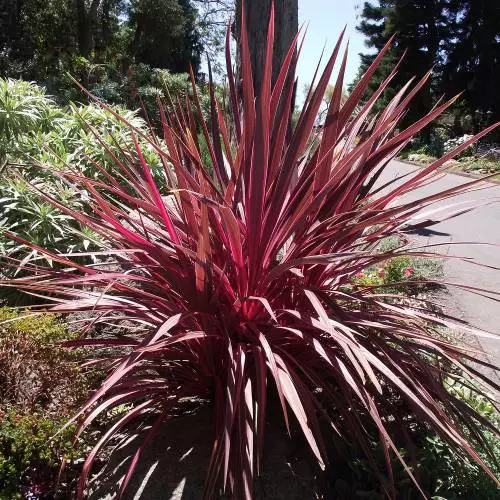 cordyline-red-star-follaje-rojo