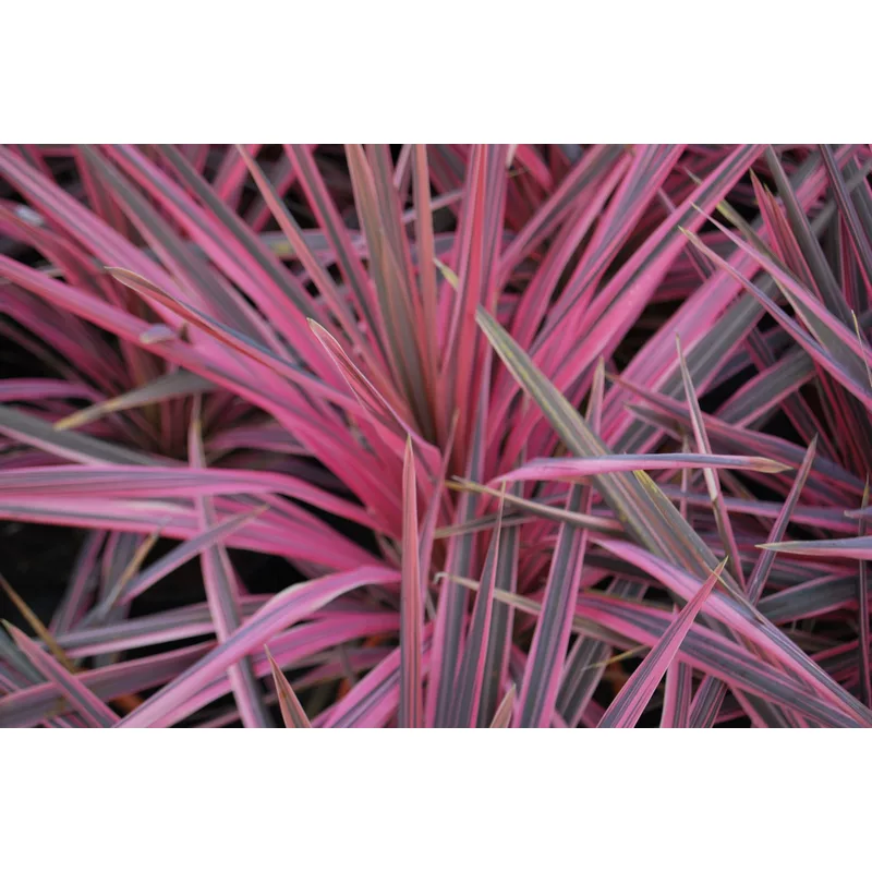 Cordyline-Southern-Splendour
