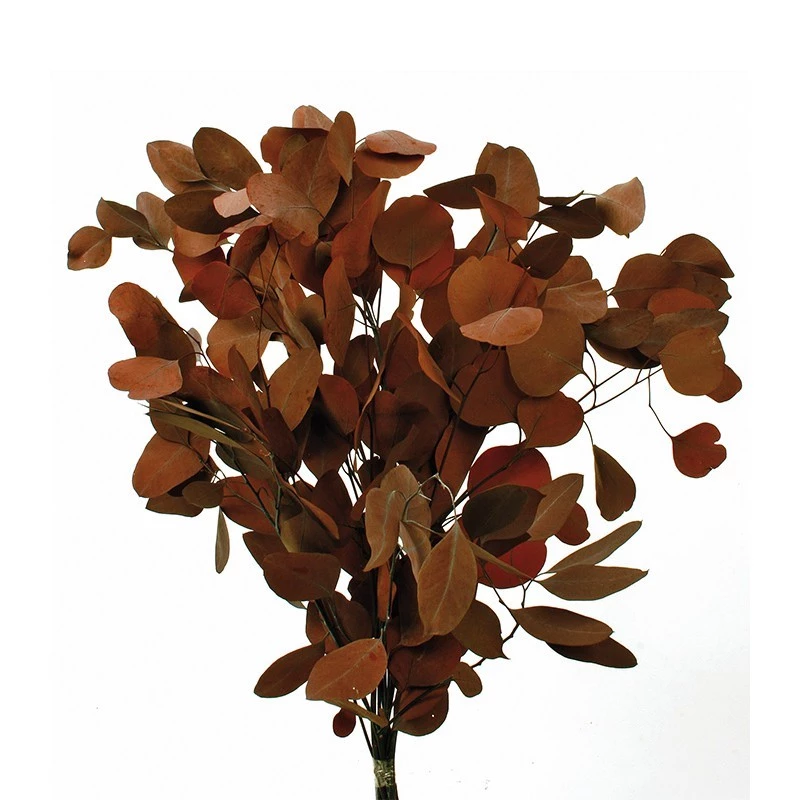 Eucaliptus-populus-preservado-alto