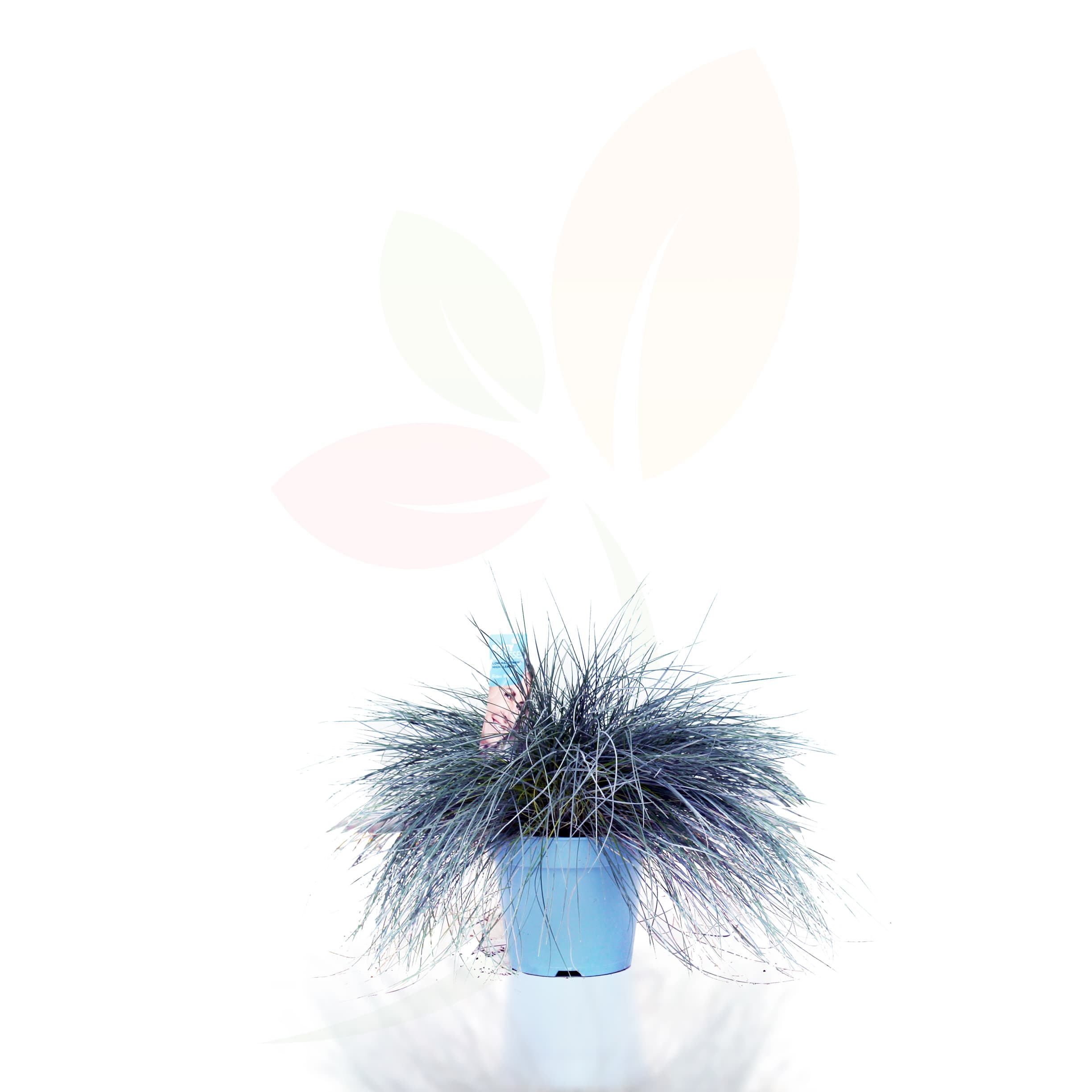 Festuca-Glauca-Intense-Blue