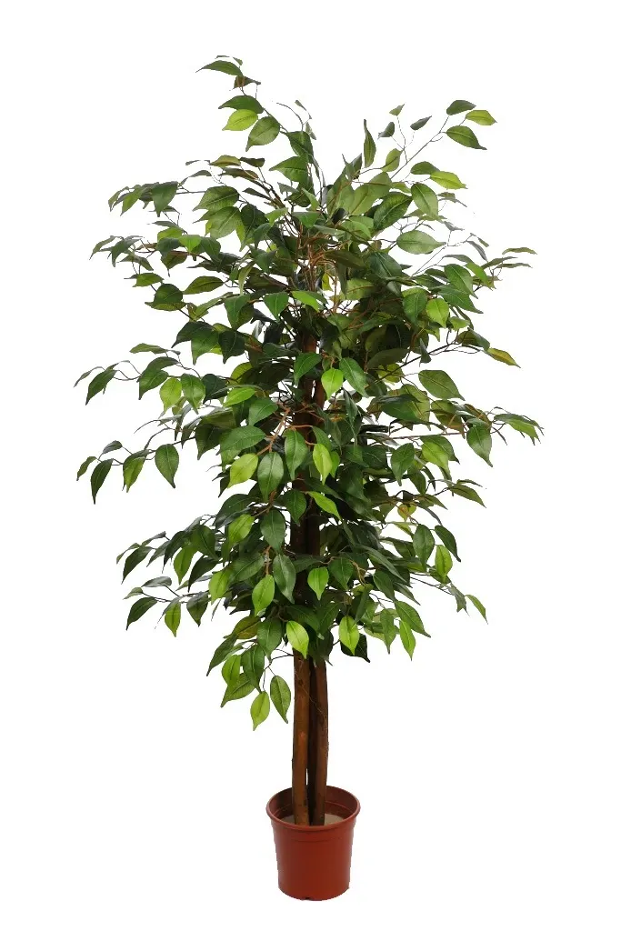 ficus-artificial-bicolor