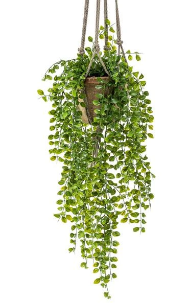 ficus-pumila-artificial-colgante