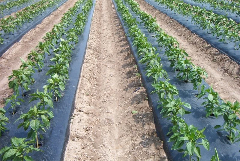 film-microperforado-cultivos-control-malas-hierbas