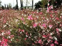 Gaura,-planta-silvestre-mucha-flor