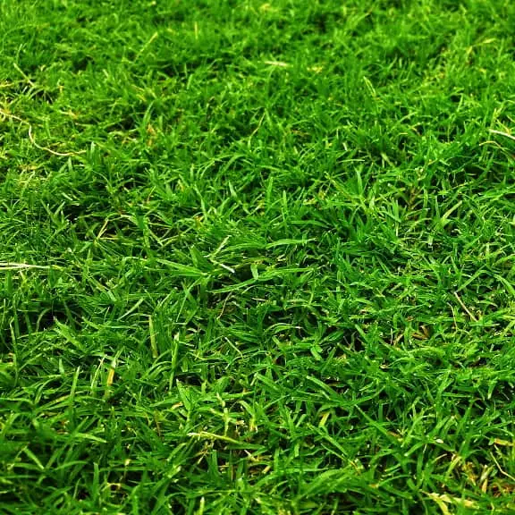 grama-fina-cynodon-dactylon