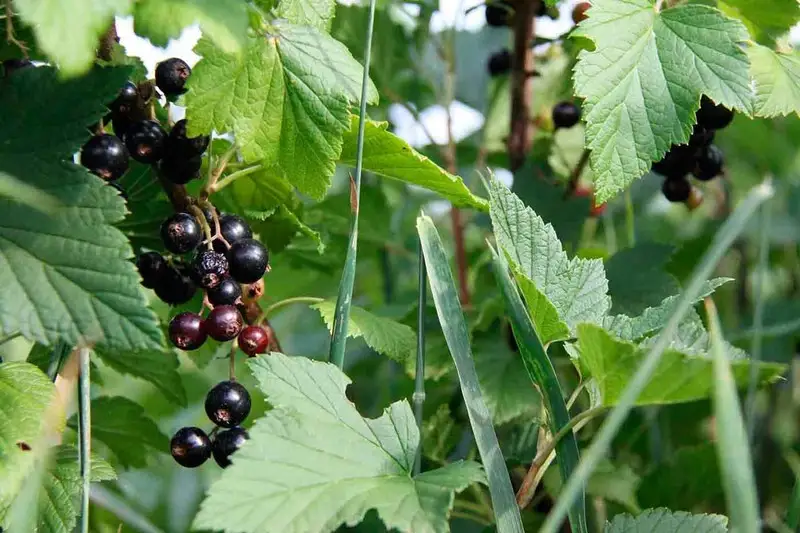 Grosella-Ribes-nigrum