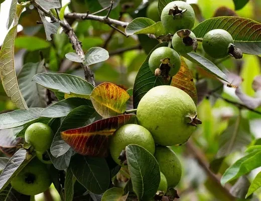 guayaba-tropical-psidium-guajava