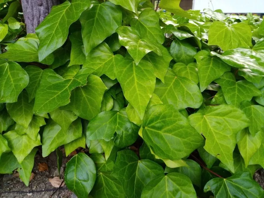 Hedera-Canariensis-Hiedra-canaria